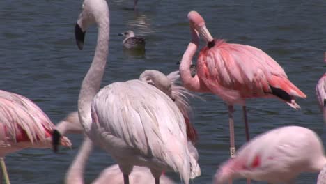 Beautiful-Flamingos