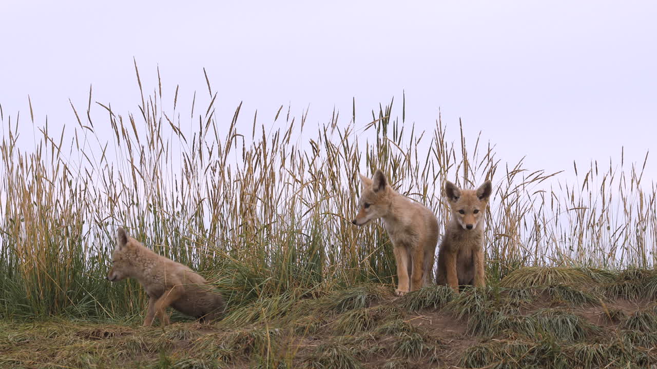 tres jóvenes dulces adorables lindos cachorros de coyote alerta, sentados y caminando tambaleantes en la tierra de hierba verde por den mirando fijamente a la cámara, retrato