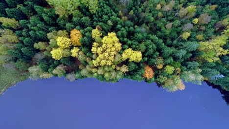 ascend top down shot of colorful trees beside blue tranquil lake during cloudy day in autumn - magnificent aerial of beautiful landscape