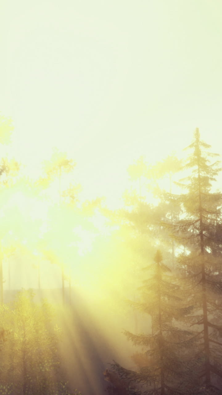 Sunlight shining through tall trees in a forest during morning hours