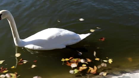cisne solitario blanco nadando en un lago