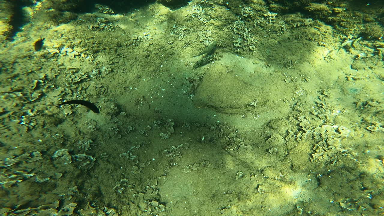 peces en el fondo del mar mediterráneo