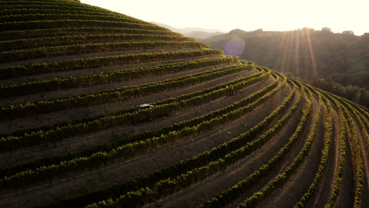 Aerial View of Terraced Vineyard at Sunset