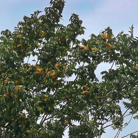 el fuerte viento de la tormenta balancea los árboles