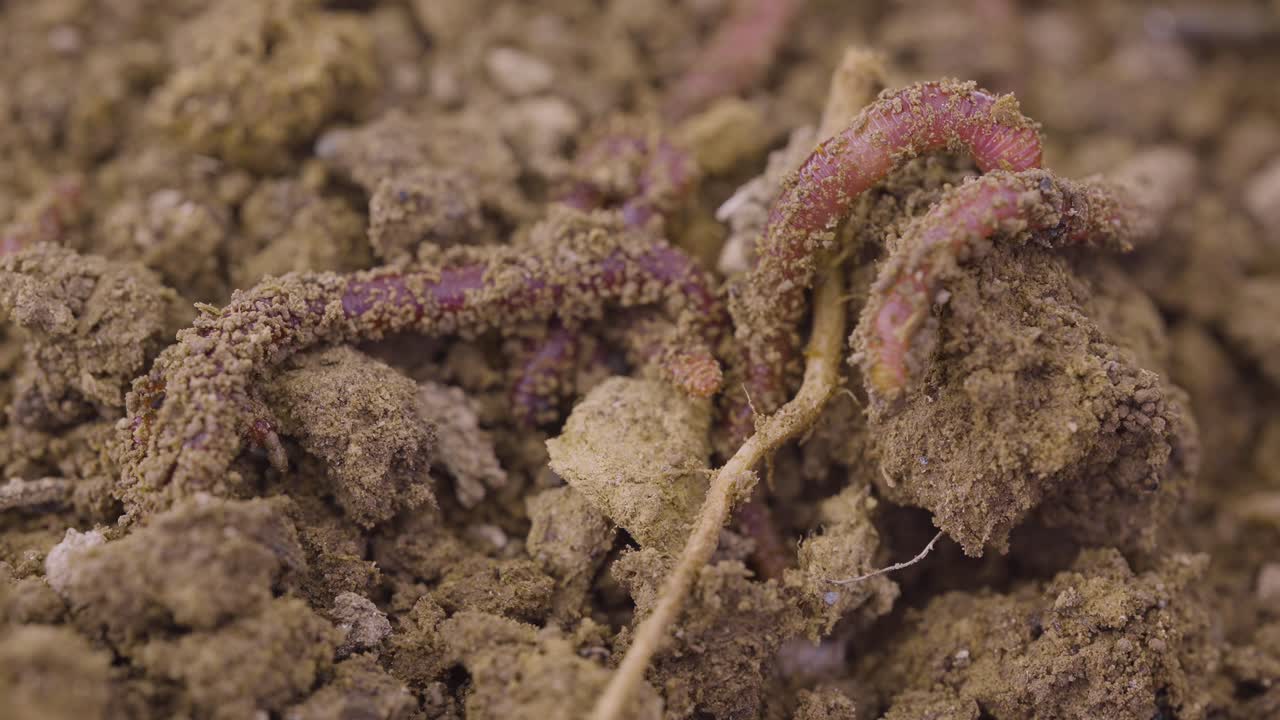 Vermi che scavano nel terreno. Lombrichi da vermicompost e vermicoltura che rigenerano il suolo. Cambiamento climatico. Terreno organico