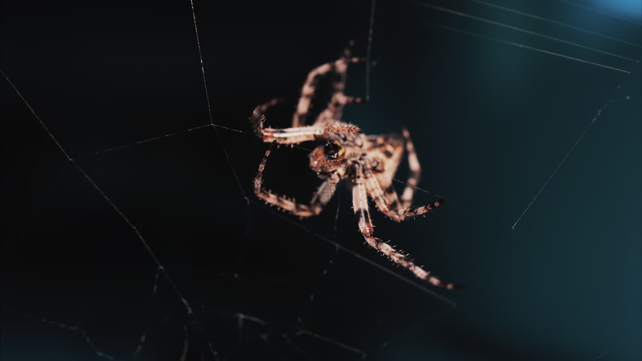 Close up of a spider sitting in its web, showing intricate details of its body and fine silk threads
