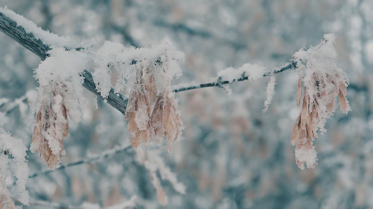 i semi di acero pendono sui rami coperti di neve al rallentatore