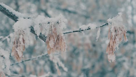 maple seeds hang on branches covered with snow slow motion