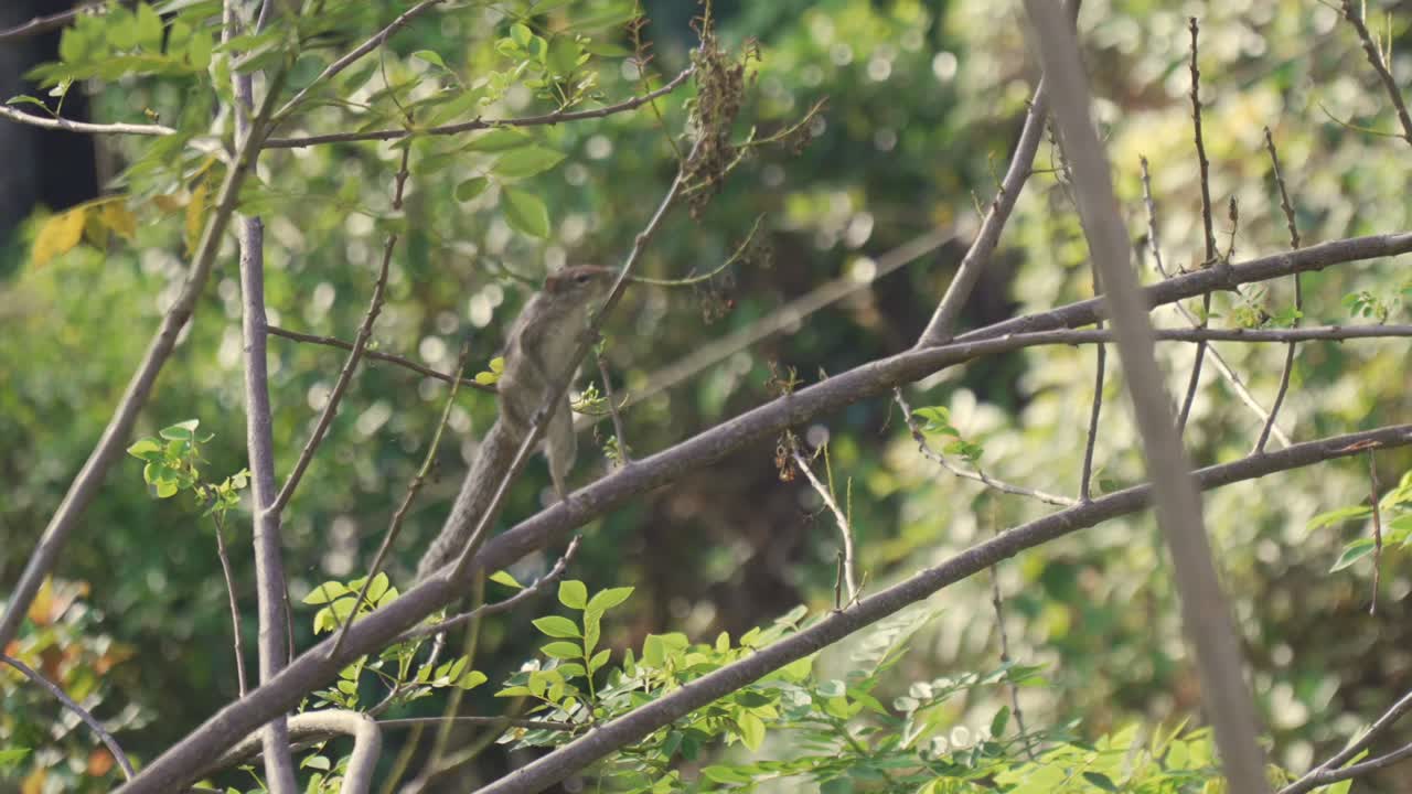 Squirrel climbing a tree branch, capturing its natural behavior in a lush green environment