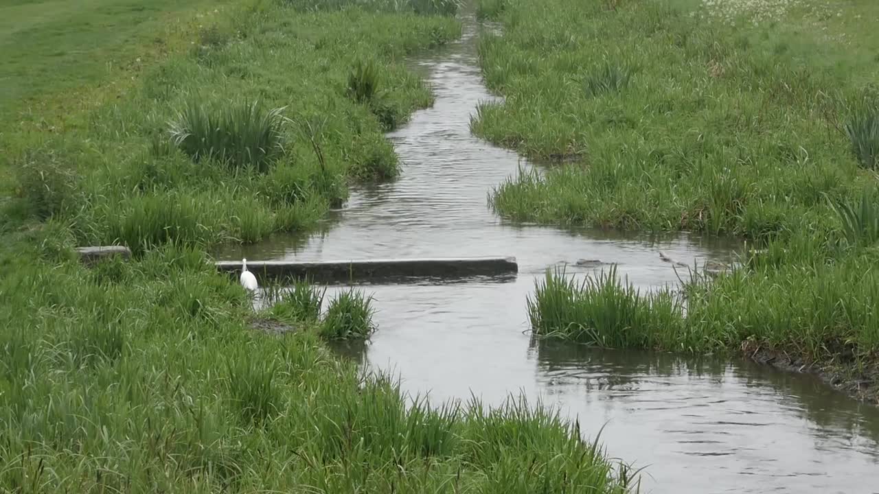 Handheld shot of a small lake with a bird coming to fly and land