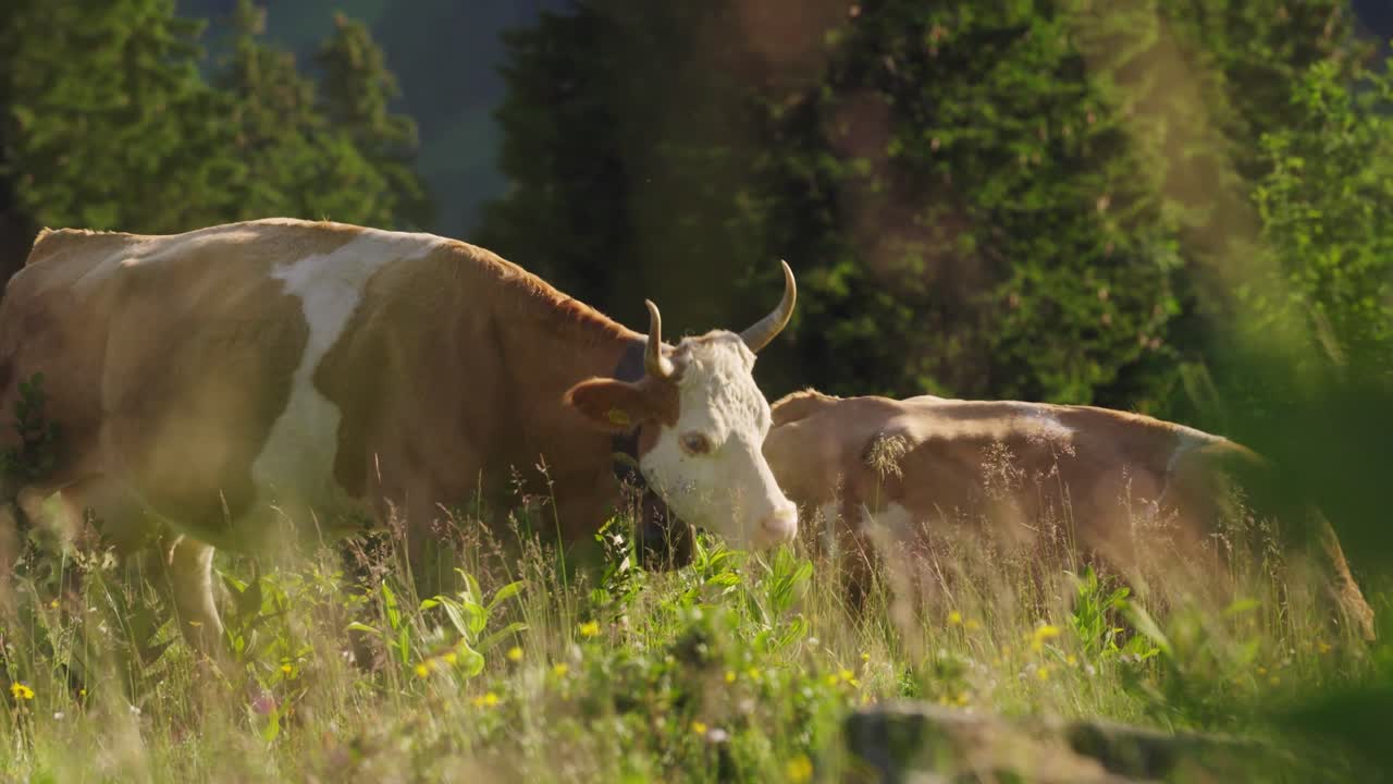 Due mucche marroni e bianche pascolano pacificamente nell'erba verde e rigogliosa su un pascolo alpino soleggiato, circondate da una vivace vegetazione estiva e da un paesaggio alpino naturale.