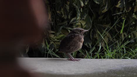 Slow-motion-handheld-footage-of-small-brown-bird-standing-on-concrete-during-rainy-day-with-grass-in-background