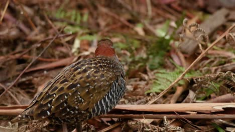 a bird resting among foliage and branches