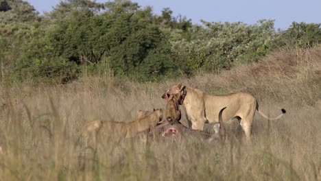 small lion cubs climb on carcass as adult lions feed on antelope kill