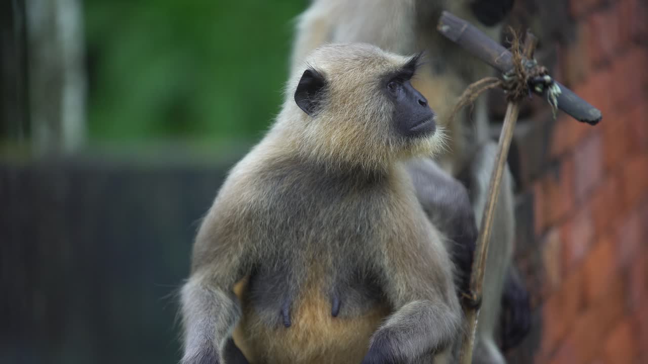 hanuman o mono de cara negra o langur está sentado en la pared