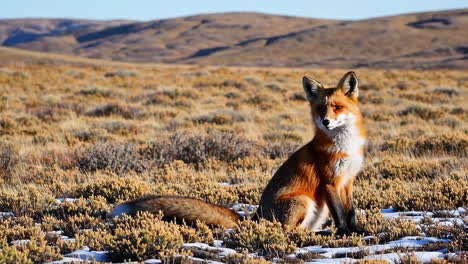 a red fox in a winter landscape