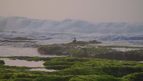 Un-Pájaro-En-La-Orilla-Del-Mar-Con-Olas-Del-Mar-Hacia-La-Costa