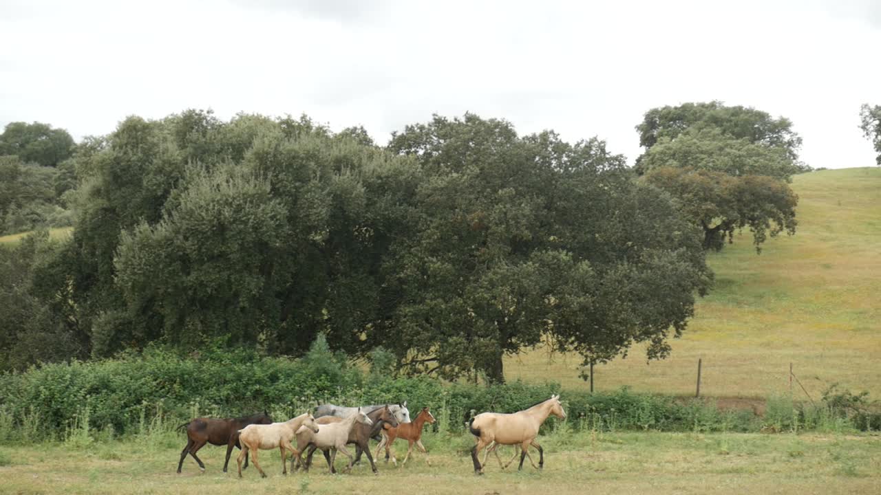 riprese di una mandria di cavalli che corrono nel campo