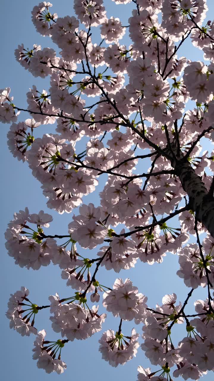 Upward angle captures cherry blossoms against a clear sky, creating a serene and tranquil video