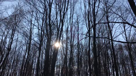 Caminando-Por-Un-Camino-Forestal-Con-El-Sol-En-El-Cielo-Y-La-Luz-Del-Sol-Atravesando-Las-Ramas-De-Los-árboles-A-Principios-De-La-Temporada-De-Primavera