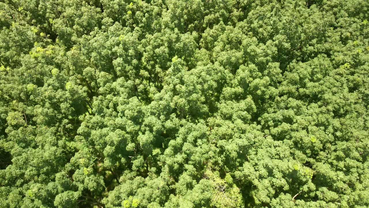 aerial shot of rubber plantation top-down on treetops blowing in wind