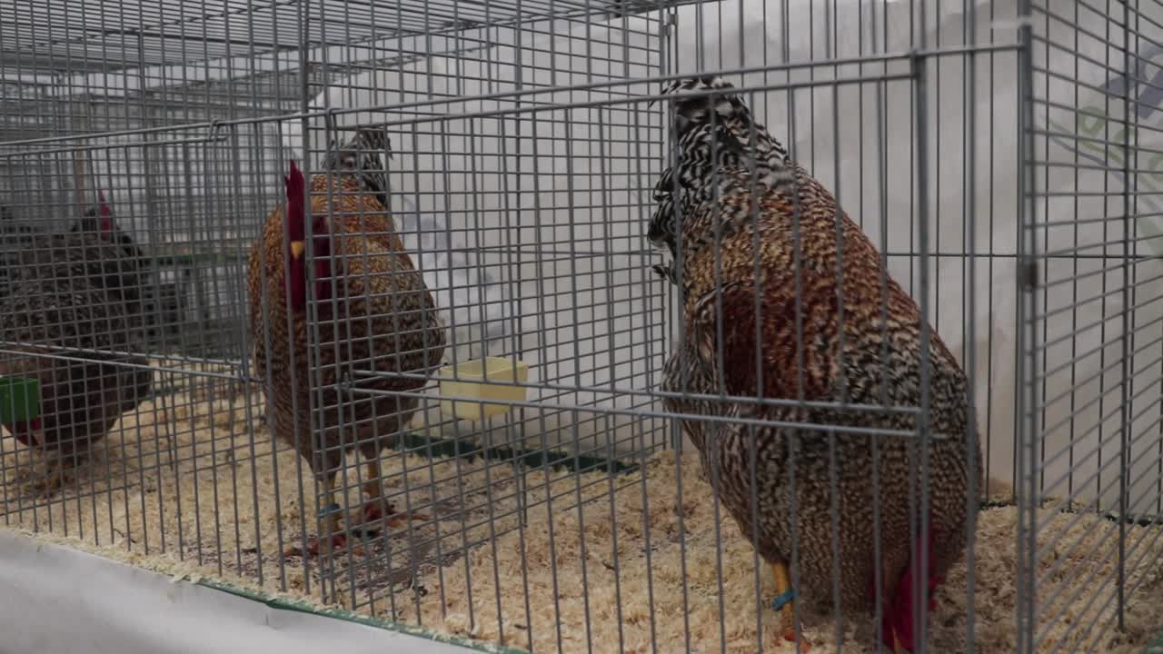 Big Ornamental Chickens sitting in their Cages!