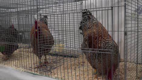 big ornamental chickens sitting in their cages!