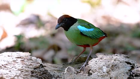 Kommt-Häufig-In-Südostasien-Vor-Und-Ist-Ein-Recht-Freundlicher-Vogel