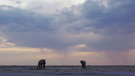 african elephants by a watering hole waiting for the rain - wide