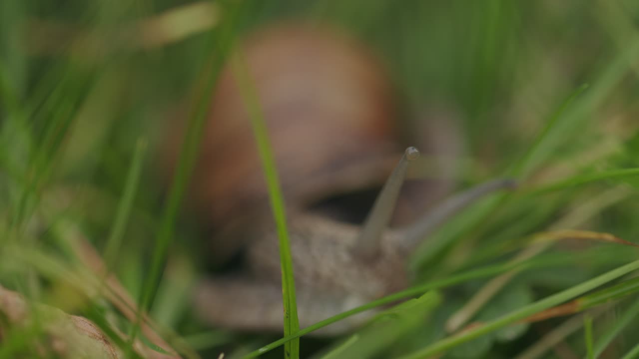 caracol marrón con tentáculo ocular comiendo vegetación verde