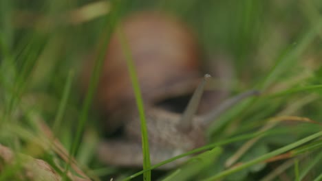 Braune-Schnecke-Mit-Augententakel,-Die-Grüne-Vegetation-Frisst