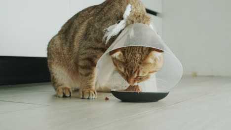 a pet in a cone-shaped collar eats food. the collar prevents itching of the wound after surgery