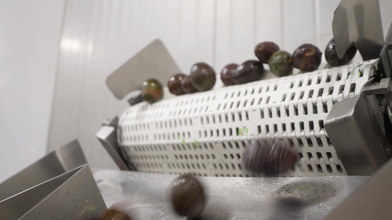 Avocados sorted on conveyor inside processing facility with workers and equipment visible