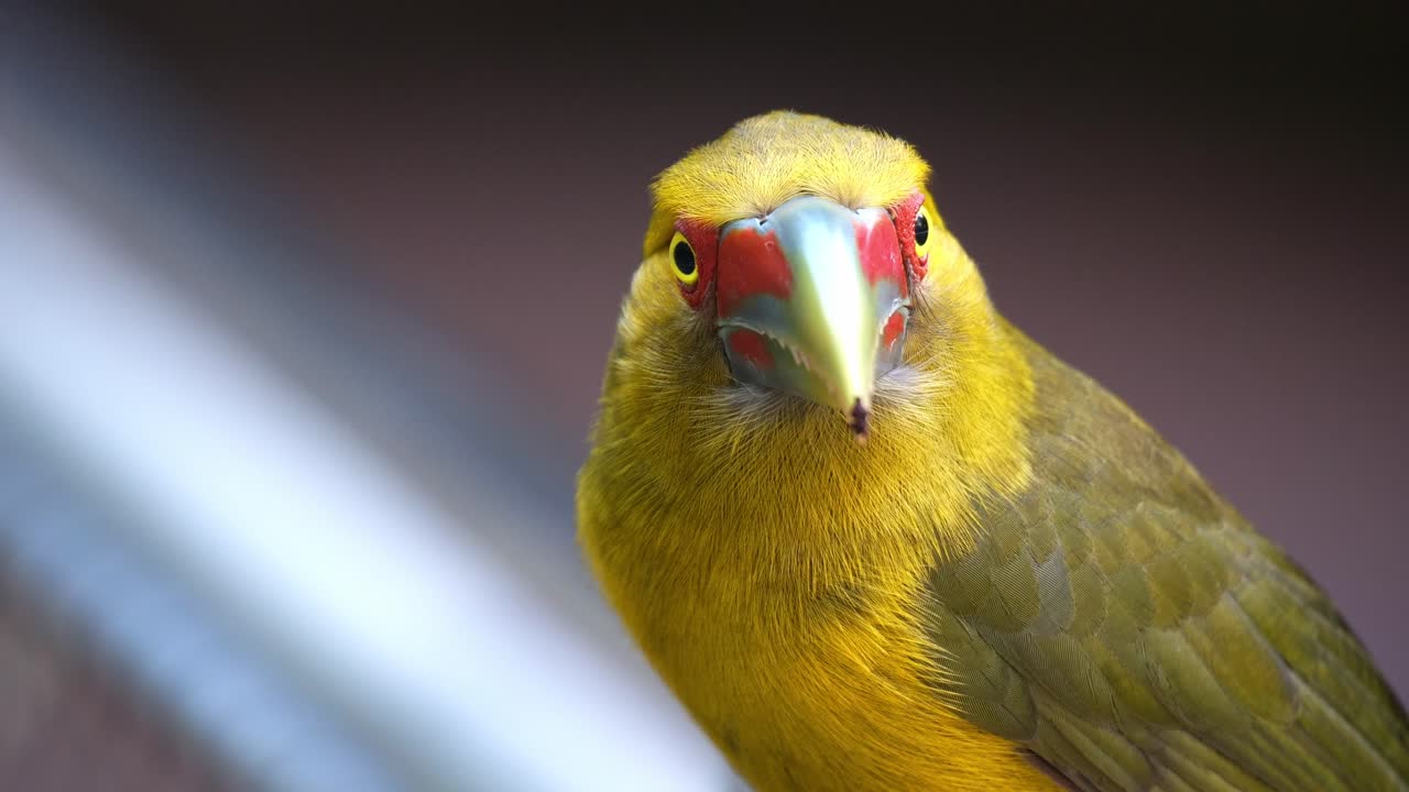 Primer plano de un tucanete azafranado (Pteroglossus bailloni) que mira con curiosidad a su alrededor