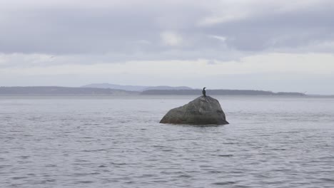 一只鸟在冬天坐在海洋中一块大岩石的顶部