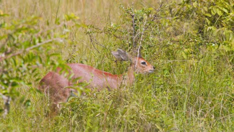 male steenbok antelope grazing in tall savannah grassy undergrowth