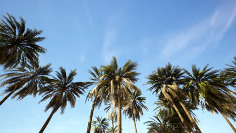 Underside-of-the-coconuts-tree-with-clear-sky-and-shiny-sun