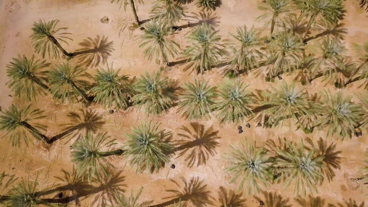 Top Down Aerial of Arava Desert, Israel, Date Palms - Tilt to Reveal Landscape