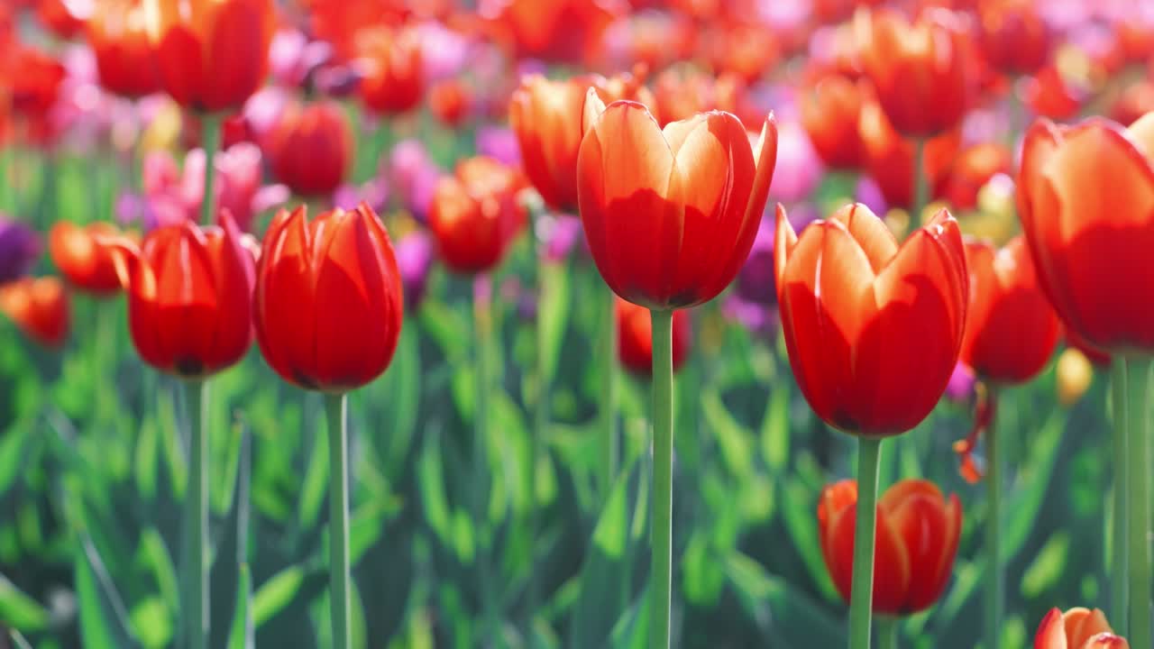 Bellissimo campo di tulipani che fiorisce in giardino. Primo piano di tulipani colorati sull'aiuola.