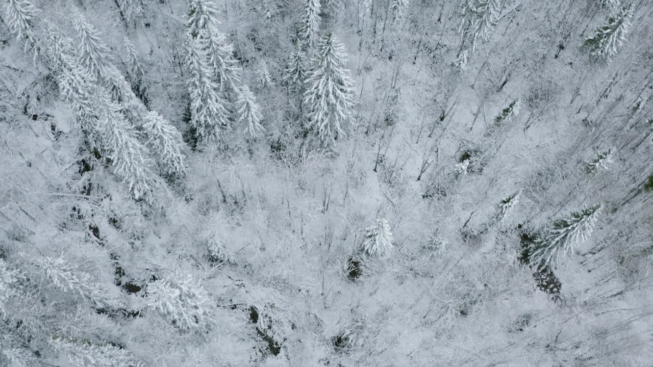 Snowy Forest Aerial View