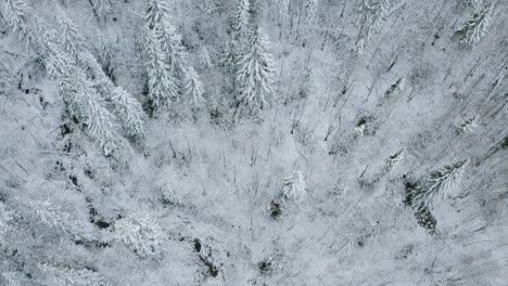 snowy forest aerial view