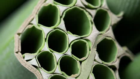 close-up details and patterns of green bamboo