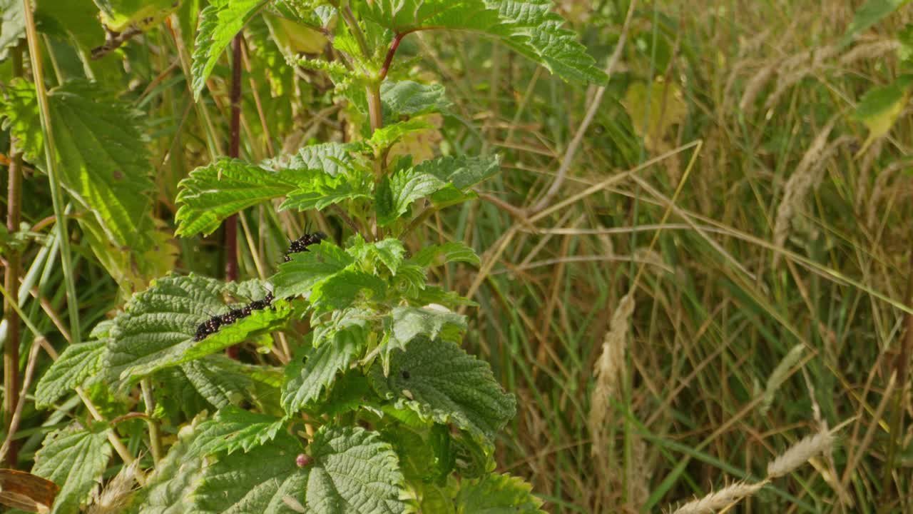 Caterpillar blends into green vegetation, perched near stem in wild growth, static wide
