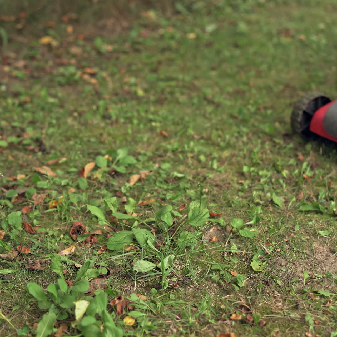 Working process of lawn mower outdoors. Woman cutting garden lawn with electric grass mower. Gardening background.