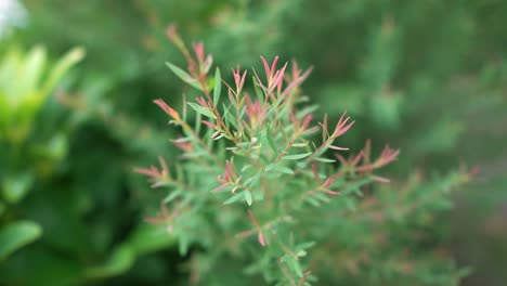 Bush of small tree plant green leaf in the morning and camera handheld moving in and around