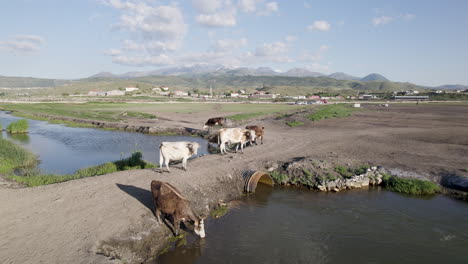 buffaloes and cows are crossing river view from drone 4k