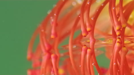 primer plano de una flor de protea rey