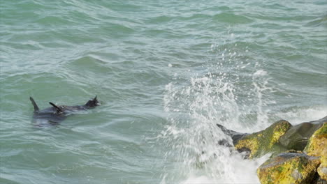 una foca de piel de nueva zelanda juega en el océano cerca de oamaru, isla sur