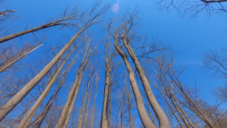 Looking-up-at-towering-bare-deciduous-trees-during-late-winter-with-perfectly-blue-and-sunny-skies