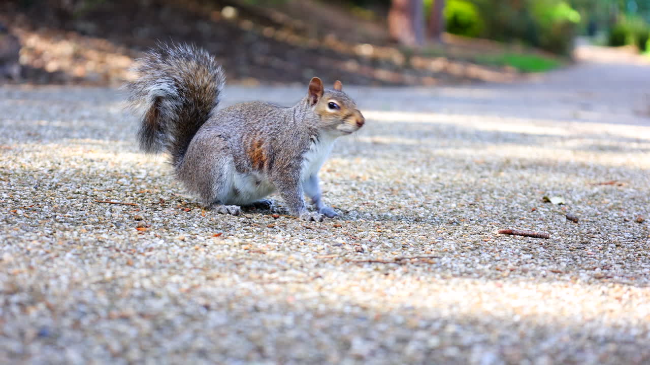 Scoiattolo grigio su un sentiero pedonale nel parco